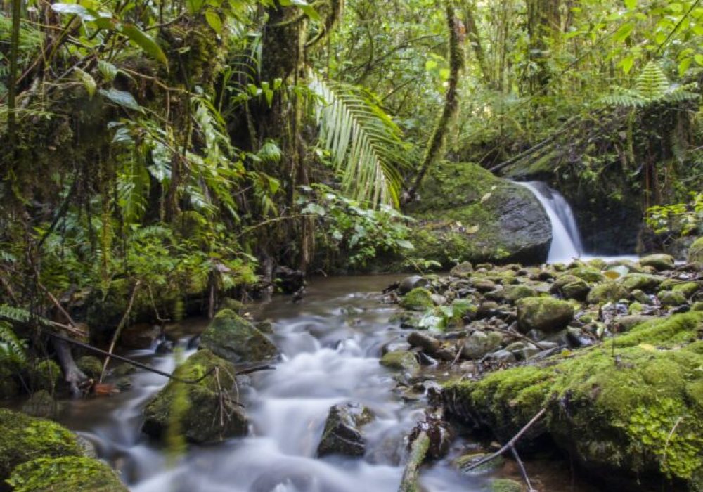 Cloud forest stream, Costa Rica Cloud forest stream, Savegre river Valley,San Gerardo de Dota, Cordillera de Talamnanca, San Jose Province, Costa Rica
